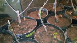 Где хранить инжир зимой?