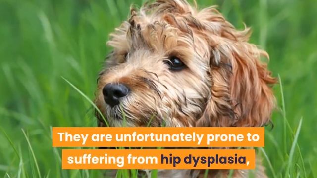 Poodle x Cocker Spaniel (Cockapoo): The Ultimate Guide смотреть онлайн