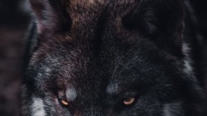 Группа ЮГ - Беспредел