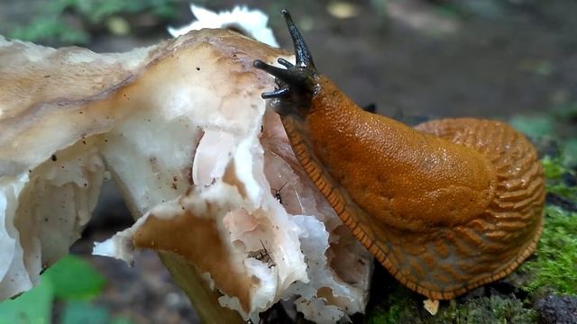 Мир Насикомых