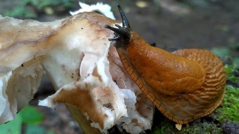 Мир Насикомых