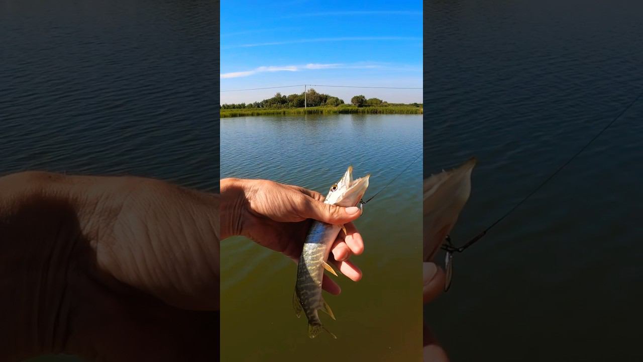 Щука на Тейлспинер. Рыбалка на Tict ice cube 69f. #fish #fishing #icecube