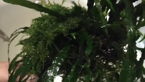 Aquarium Коряга с узколистным Таиландским папоротником и мхом рождественским и Ломариопсисом?