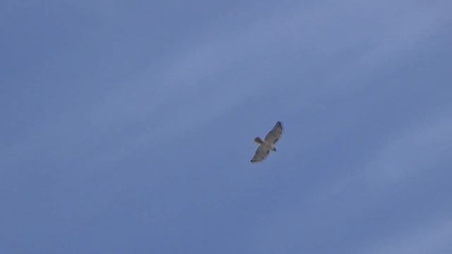 Вова на байдарке по ледяной реке. Обзор реки, животных и птиц. Папа и Сын. Алексей и Вова Савченко. смотреть онлайн