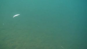 Воблер Strike pro bold 130sp Minnow под водой: твичинг, равномерная проводка, воблер на щуку