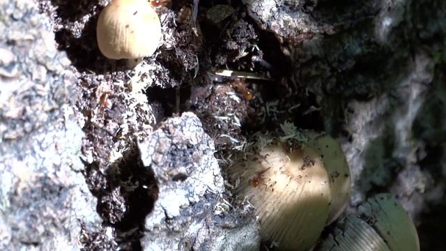 Навозник мерцающий (Coprinellus micaceus)