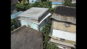 июньский отводок на плодную матку от роевой семьи, в августе дает товарный мед - часть 1