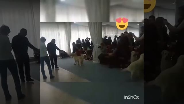 Хендлинг золотистого ретривера, выставка собак! смотреть онлайн