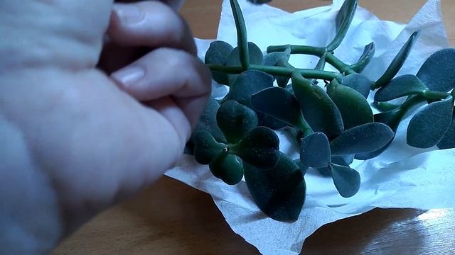 Черенки денежного дерева. Размножение и уход за денежным деревом