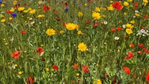 Живописное поле цветов. Луговые цветы и романтически-нежная спокойная музыка для хорошего настроени