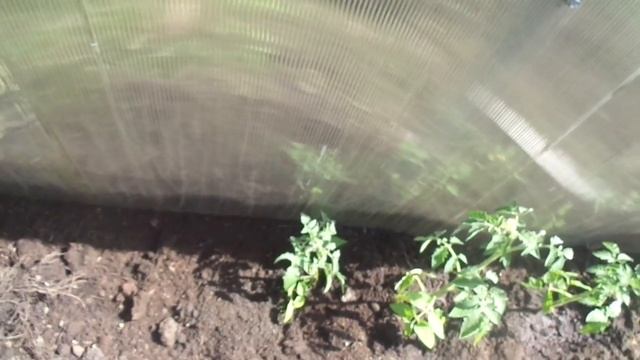 ТОМАТ РОЗОВАЯ ЖЕМЧУЖИНА ВЫСАЖИВАЮ НА ЗАВАЛИНКИ, МОЖНО И В КАШПО. Ольга Чернова.
