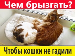 Чем брызгать, чтобы кошки  не гадили (НЕ реклама)
