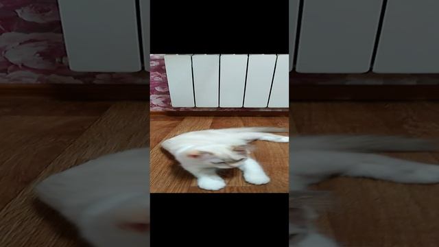 Котёнок голубоглазый Стешка играет с шнурком