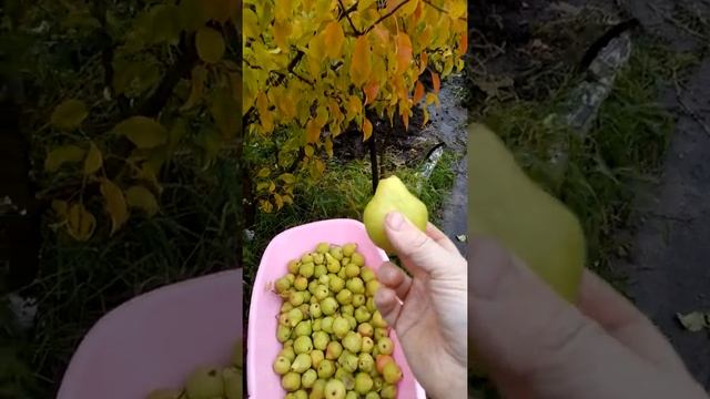 Груша на севере 2, лада смотреть онлайн