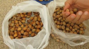 Урожай фундука (лещины) - дегустация орехов