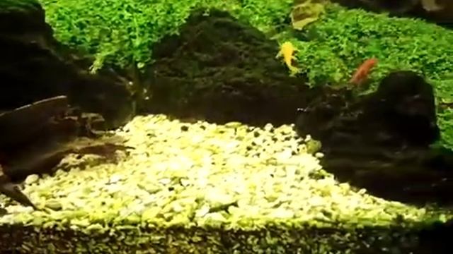 Аквариуму ивагуми 3.5 года смотреть онлайн