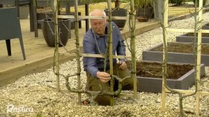 Формирование яблони в форме пальметты (double U). Франция