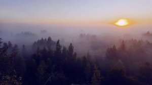 Тульская область Щёкинский район Август 2024