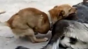 pjos ananist Пес ананист! Пес дрочит сам себе)