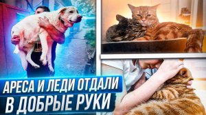 Арес и Леди обрели дом. Лёлек поехал вместе с Леди к Татьяне. Как Арес прижился в новой семье.