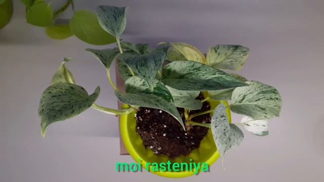 Эпипремнум, размножение.