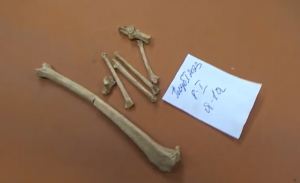 Лисья лапка из жилища сельского поселения округи золотоордынского Азака