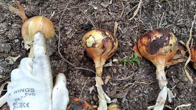 Лук в высоких грядках. Голландский лук, урожай. Как понять, что пора собирать лук? смотреть онлайн