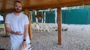 Передержка для собак - пансионат " Зелёный луч ". Отзывы.