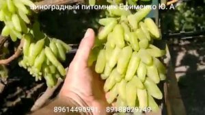 виноград кишмиш Ламборджини