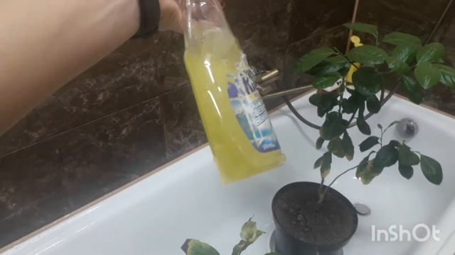 Хлороз у лимонов как лечить.