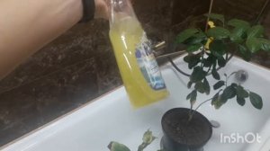 Хлороз у лимонов как лечить.