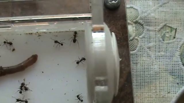 МУРАВЬИНАЯ ФЕРМА. ЧЕРВЯК И МУРАВЬИ. КТО КОГО? смотреть онлайн