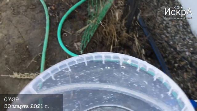 Земляника садовая Клери 2021. Часть 1 смотреть онлайн