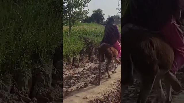 Donkey riding in high speed _ full vlog on channel #desertwomendailyroutine #mum