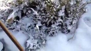 Как зимуют укоренённые черенки можжевельника