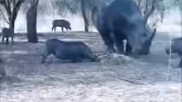 случай в зоопарке смотреть онлайн