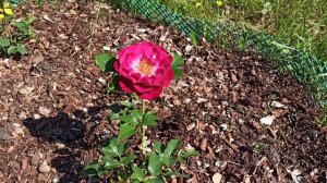 Blue Eden цветение розы-первогодки #розы #сортароз #Blueeden #саднадежды