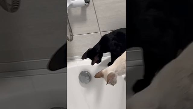 Коты пришли на водопой 🤣🤣🤣🤣Ориентальный коты