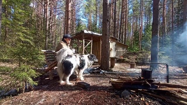 Видали такое? Живая посылка! Сруб лесного дома растёт на глазах! Building a forest house
