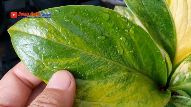 update harga jemani terbaru, yuk nikmati promonya смотреть онлайн