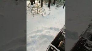 Койра Богатырь mini по бору. Всех с открытием нового сезона;)