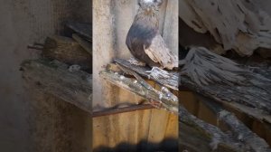 Бухарские голуби на продажу.  г  Пролетарск