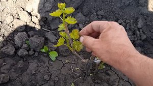 Нормировка винограда побегами, обработка от антракноза, подготовка к азотной подкормке.