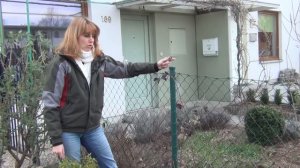 Пересадка ежевики