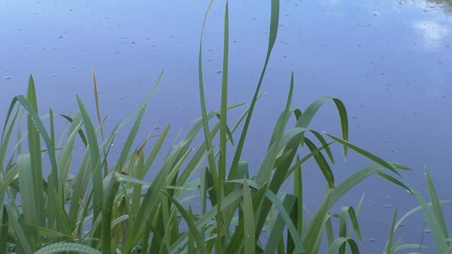 Рыбалка в Сентябре при +4! Открыли осенний сезон! смотреть онлайн