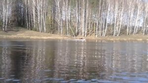 кайман 300 и мотор Nissan Marine 9.8