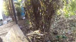 Абрикосы и персики в зиму в Сибири