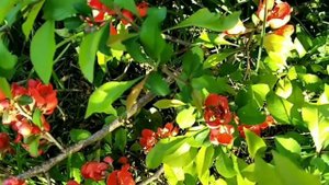 Девочка-лето .Красивая песня о красивой девушке!