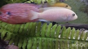 Плекостомус. Гигантский кольчужный сом. Небольшие изменения в большую сторону.