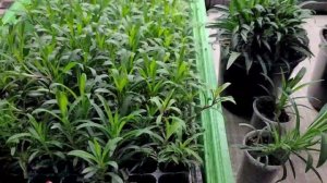 Ампельная ГВОЗДИКА - прекрасный цветок для сада. Черенкование и результаты, опыт и советы Ани